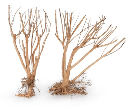 עץ צ׳ילה 25-30 ס״מ