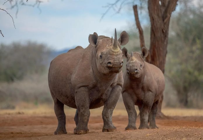 Mkomazi National Park