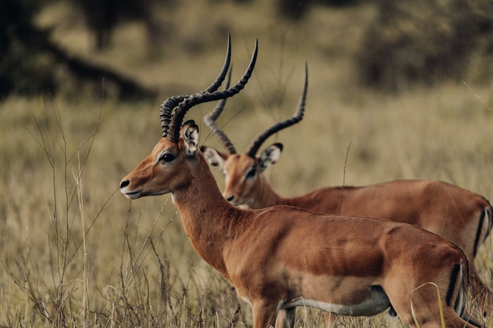 Arusha National Park