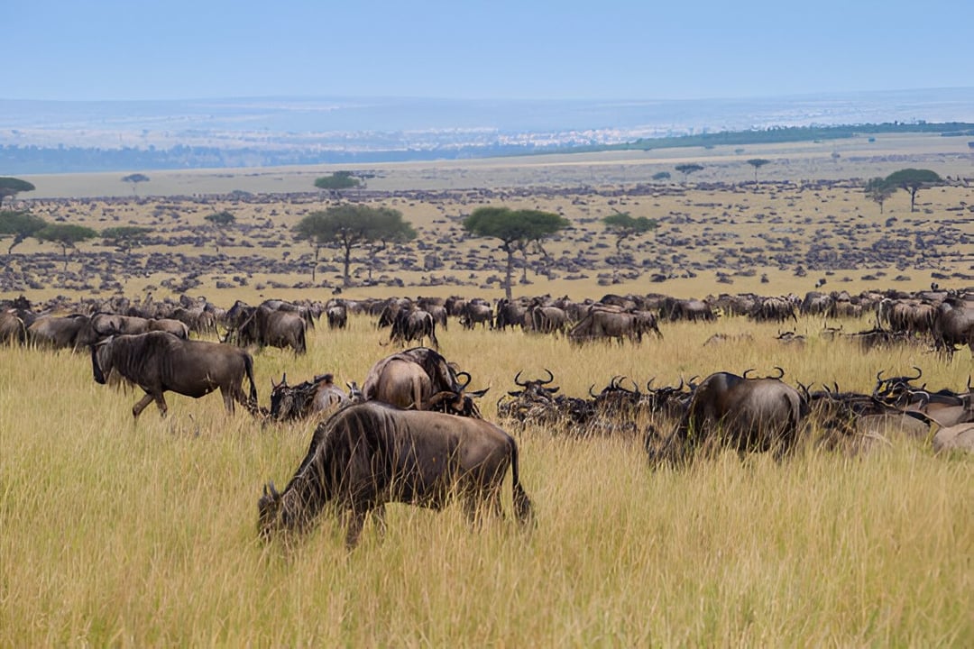 Great Migration Calving Season