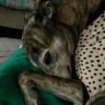 Profile photo of debsydubs39