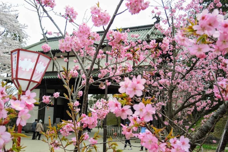001 sakura Hirosaki Aomori The Real Japan