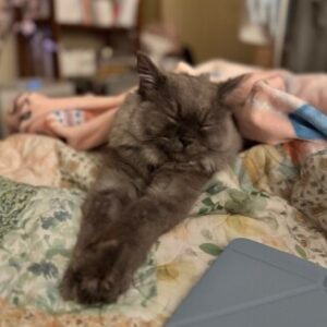 Profile photo of Bella