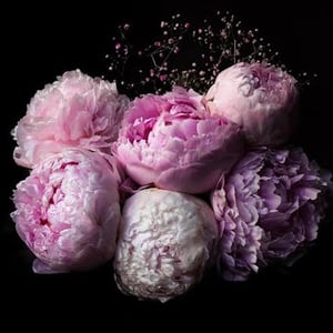 Profile photo of Tracey Loudon