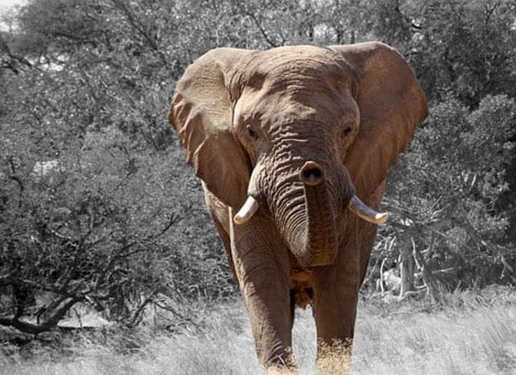 elephant-84186__340