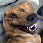 Profile photo of chen