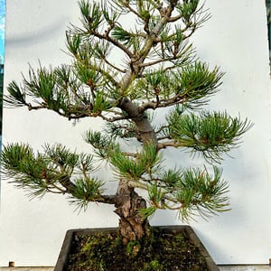 Profile photo of Mark Stephenson