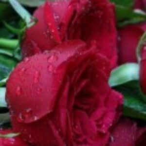 Profile photo of Shakeel