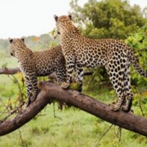 Profile photo of SOUTH AFRICA