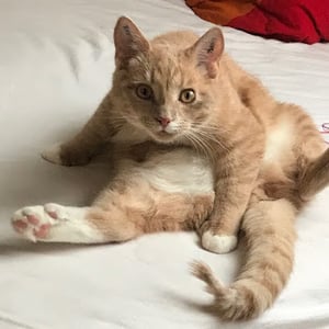 Profile photo of Theodore Sommer