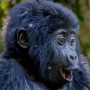 Profile photo of kabira-gorilla-trekking