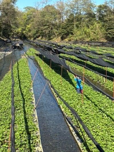 7B96A68A-2210-4486-8CA1-C7751F456589_4_5005_c