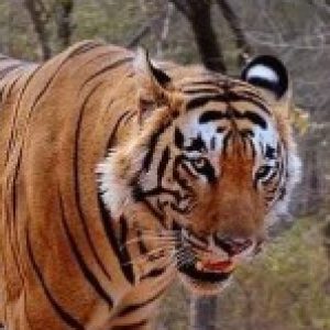 Profile photo of corbettsafari