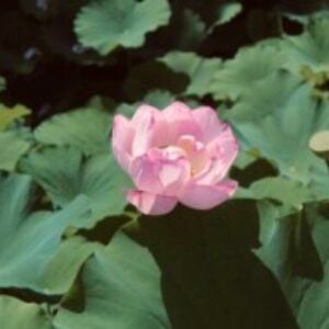 Profile photo of Liz