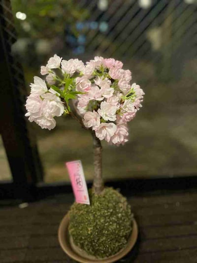 A123F3FE-4390-4A51-B45B-1D70A586DDF4