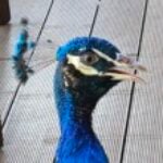 Profile photo of TravelLover