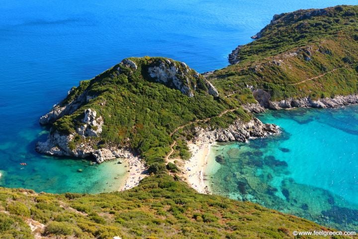 Milia, Kinopiastes, photo #4