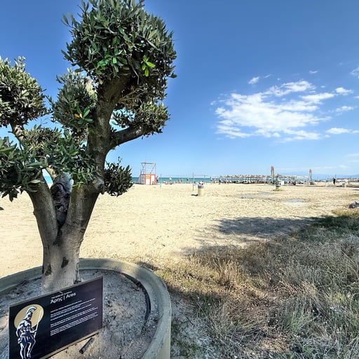 Olympic Beach photo 2