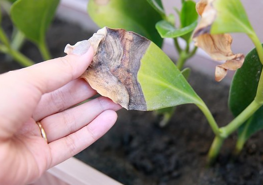 Plant with brown spots