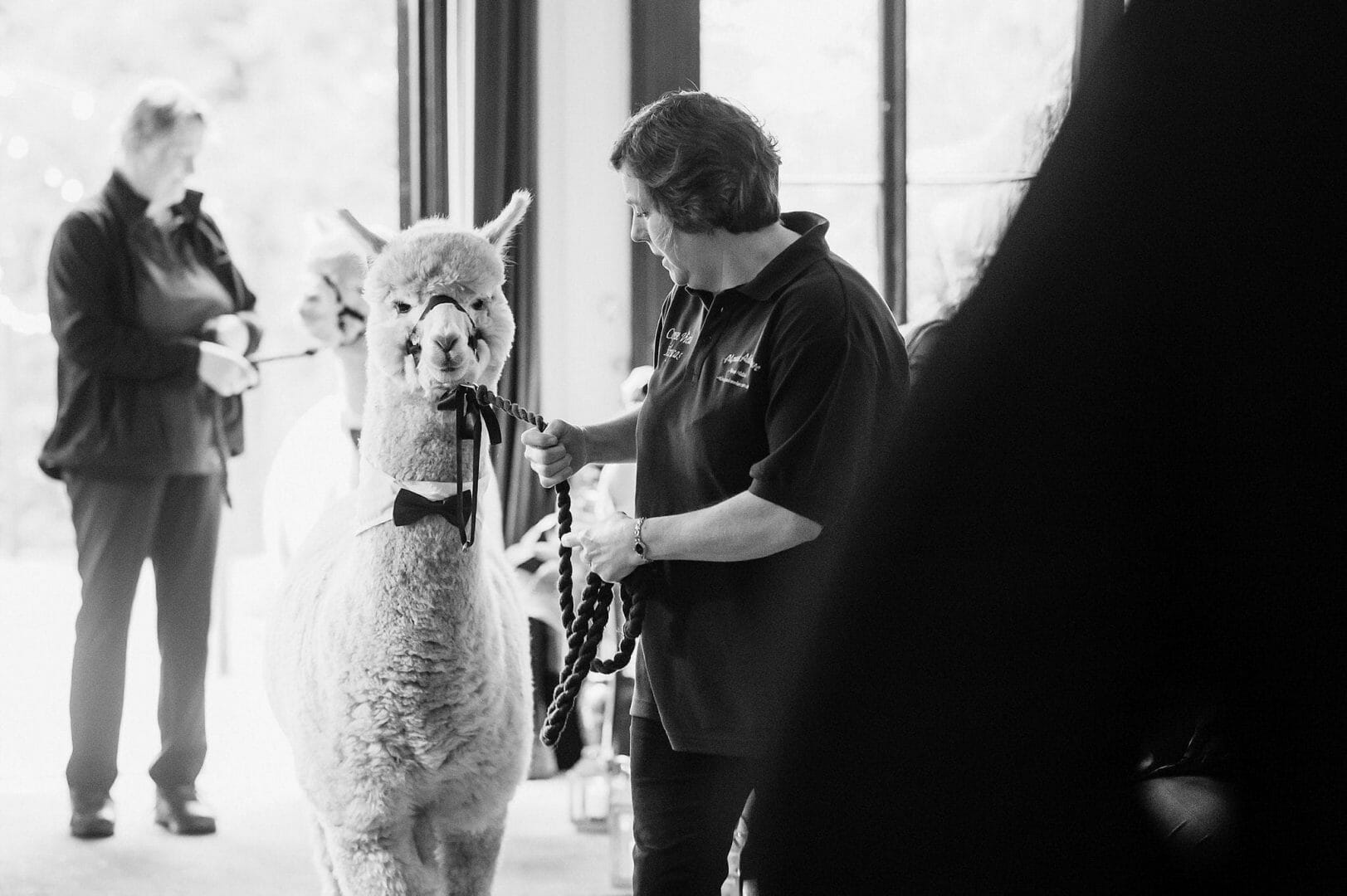 Alpaca Delivers the rings at Larmertree Gardens