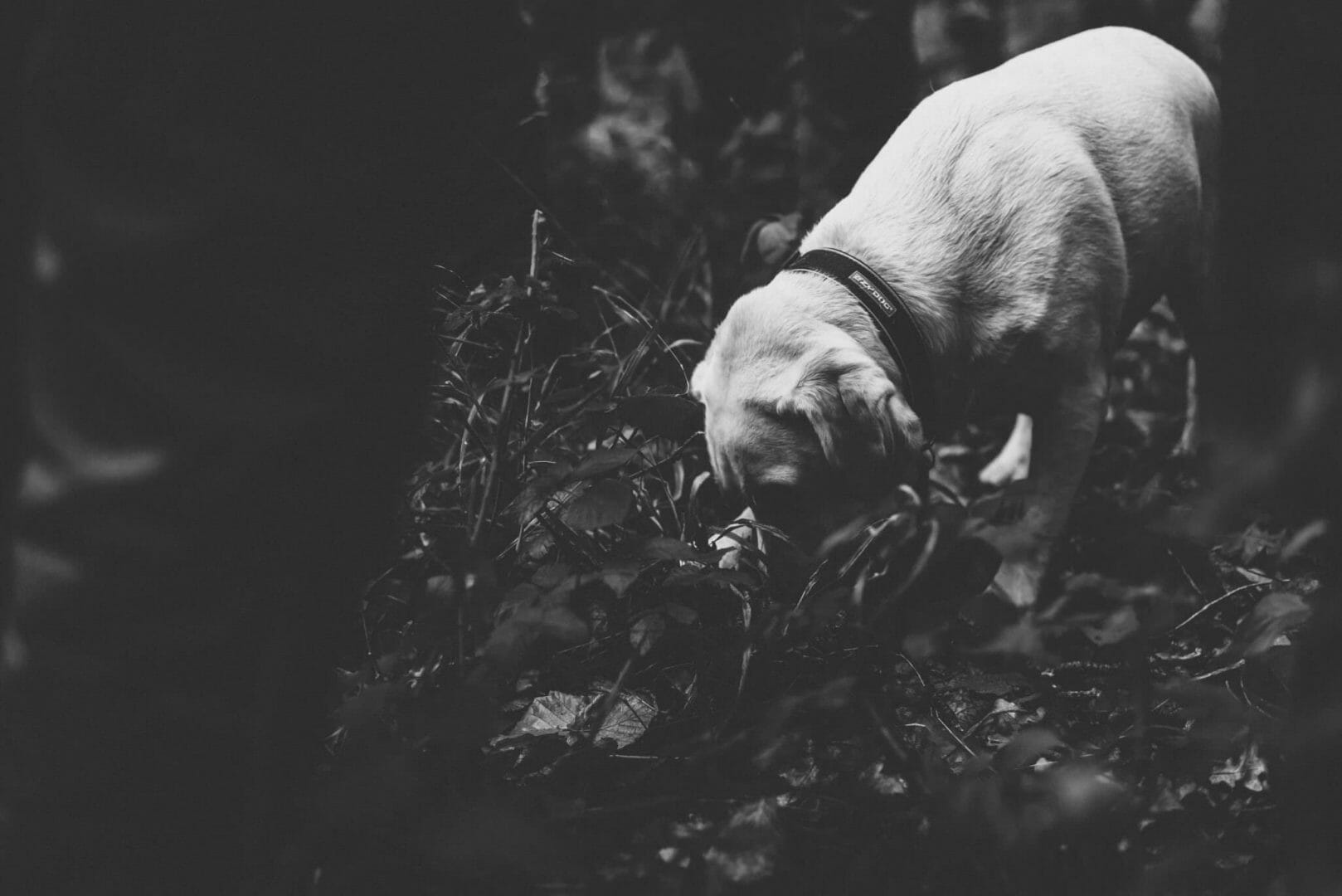 Hazel the PTSD dog