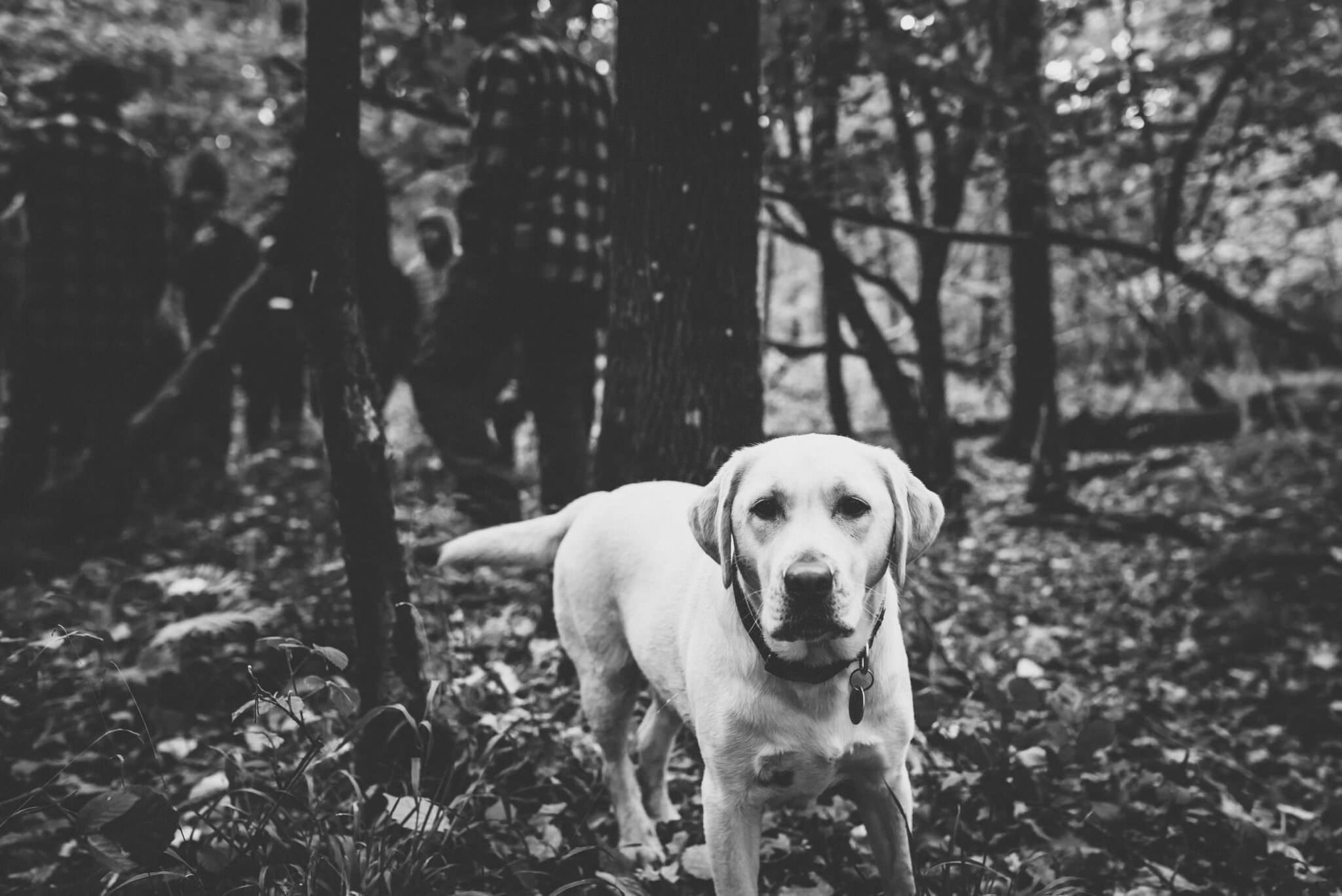 PTSD service dog in action