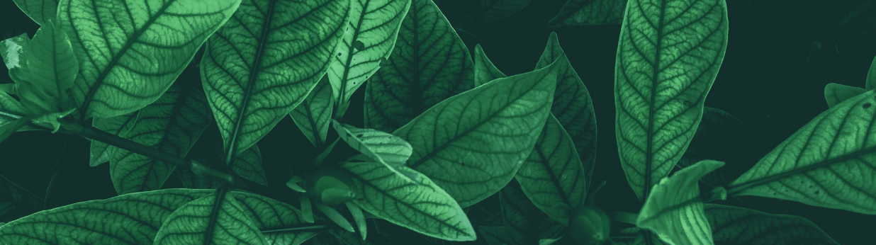 パフォーマンスを上げる為の栄養学