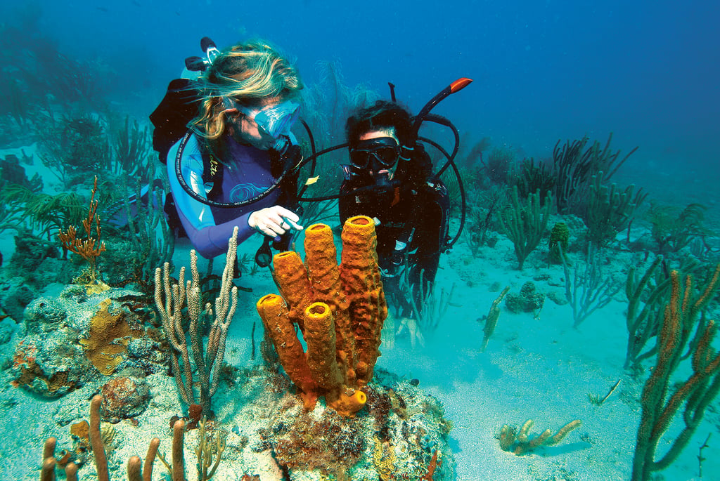 Snorkeling & Diving