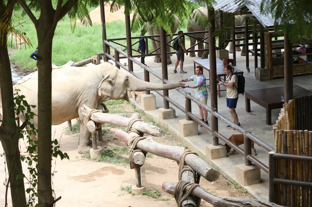 Feeding the Elephants Elephant Sanctuary