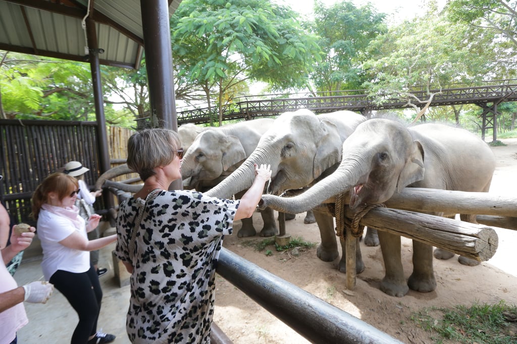 Feeding the Elephants