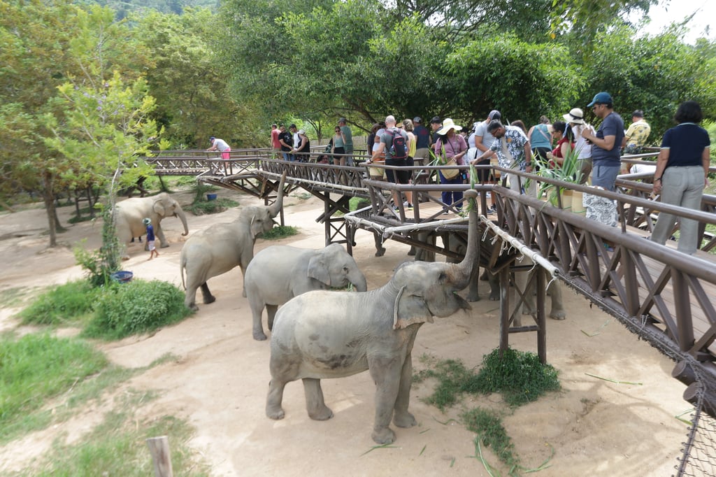 Elephant Sanctuary
