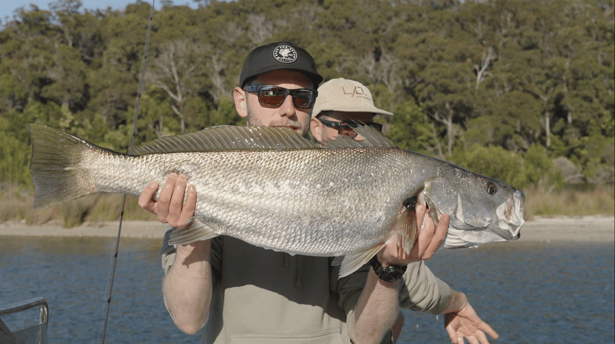 An angler in a cap and sunglasses holds a mulloway as long as his outstretched arms across his chest on the boat, bush-lined bank behind