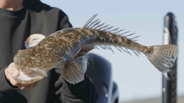 A dusky flathead held up close, spines and tail fanned