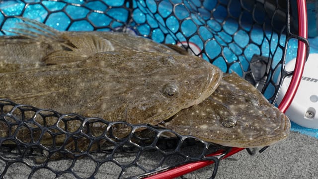 Two flathead in the landing net on deck