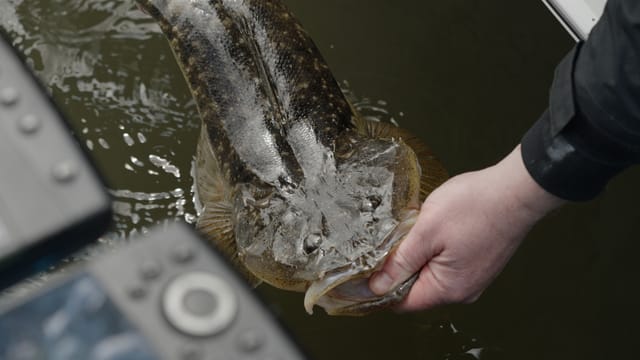 A flathead cradled boatside at the surface for release