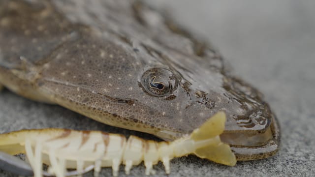 A flathead up close, soft plastic still pinned in its jaw