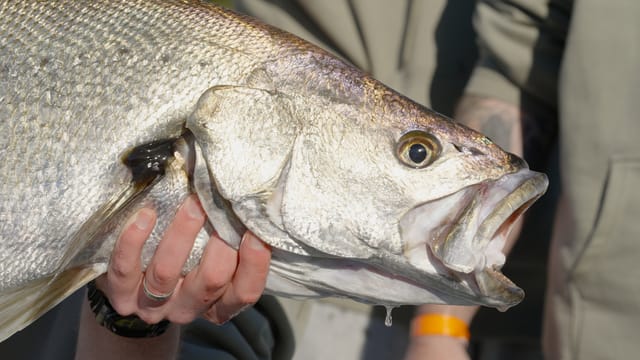 A silver mulloway up close, water dripping from its jaw