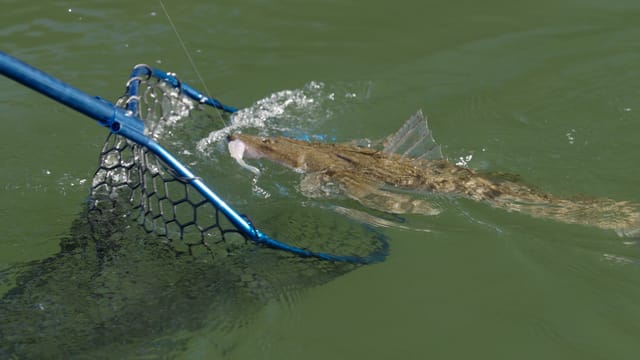 A flathead hits the surface beside the landing net