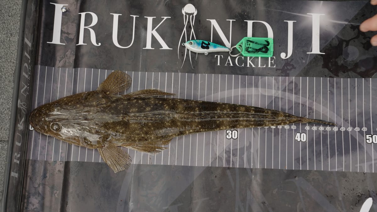 A flathead measured up on the brag mat, winning lure beside it