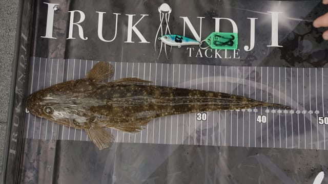 A flathead measured up on the brag mat, winning lure beside it