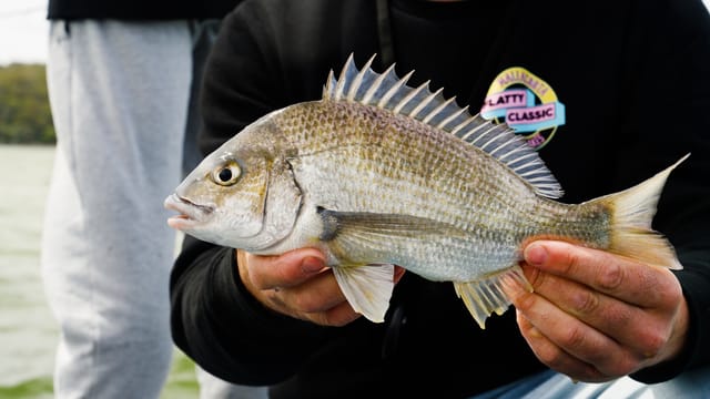 A bream held up side-on, dorsal spikes raised