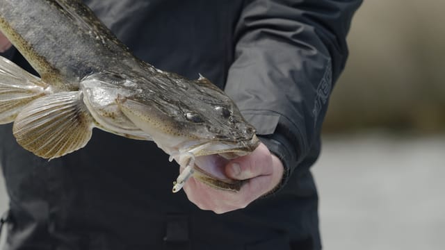 A dusky flathead held up, lure still in its jaw