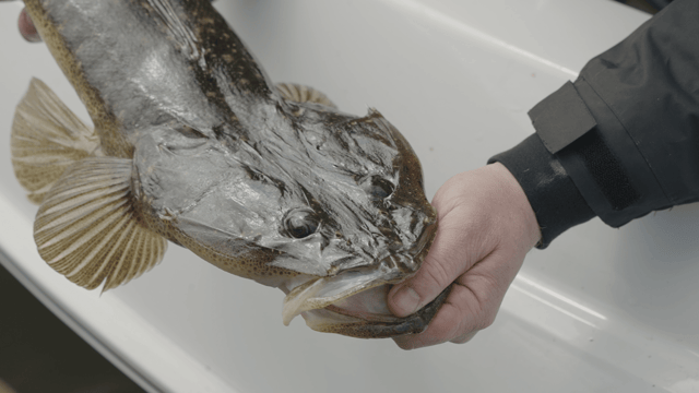 A solid flathead boatside