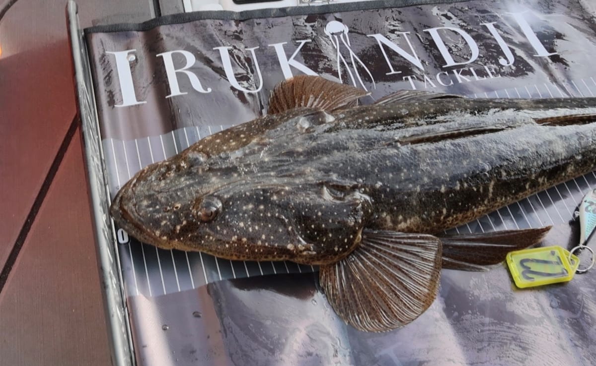 A dusky flathead being measured on the brag mat before release