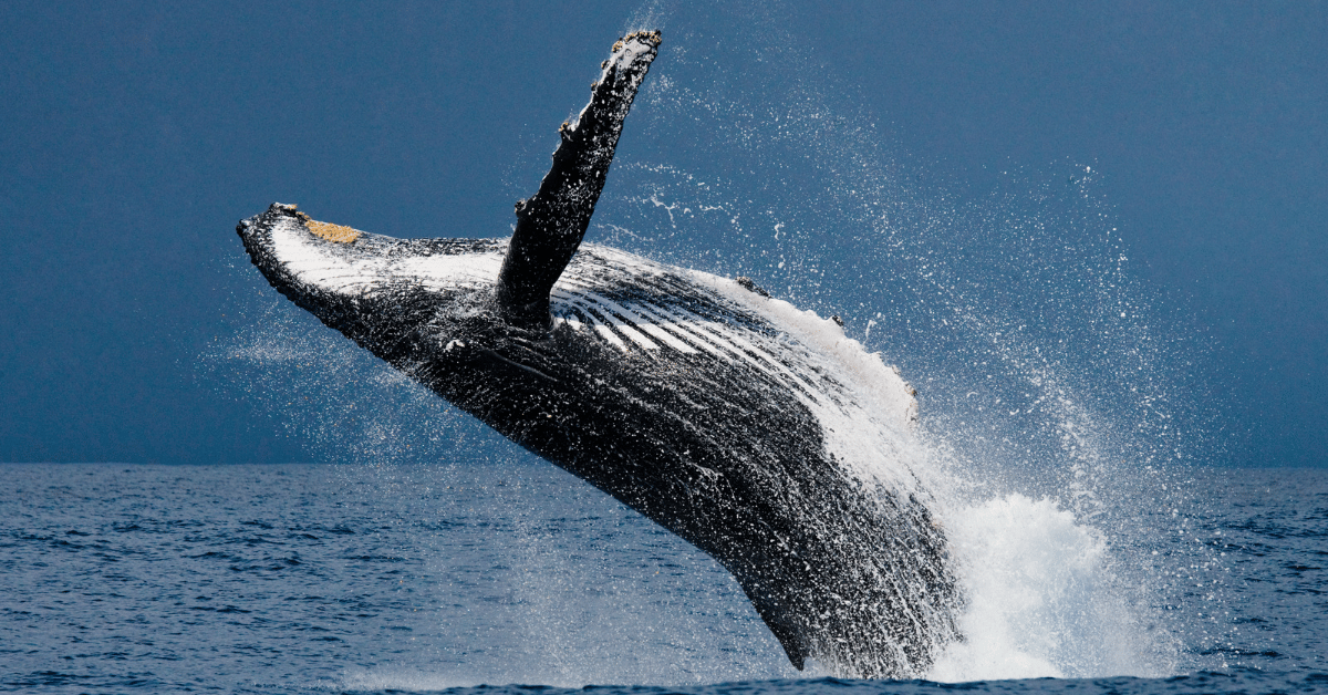 Whale Watching & Winter Wildlife Spectacles
