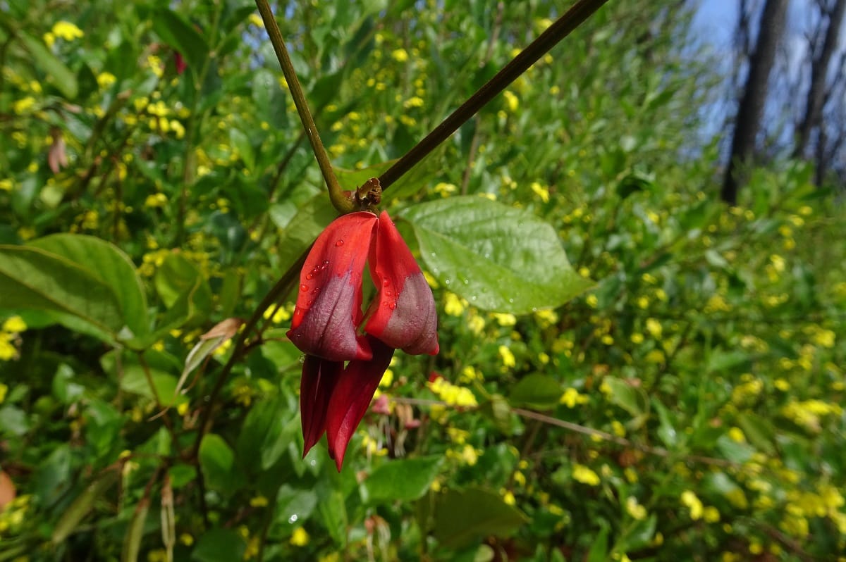 Wildflower Paradise - Spring Blooms Guide