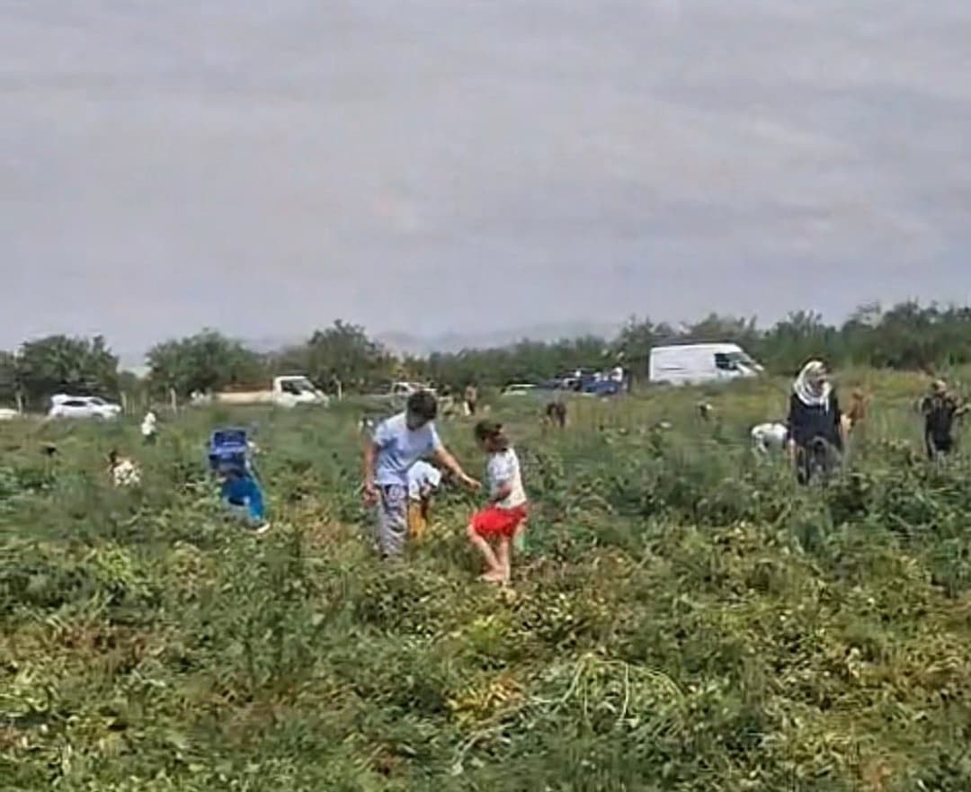 Domates Tarlada Kaldı, Üretici Ücretsiz Dağıttı