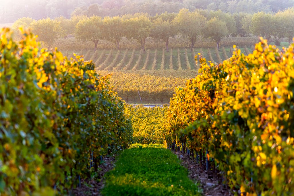 filari in Franciacorta in autunno