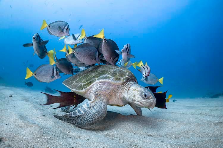 Ocean Photography Awards