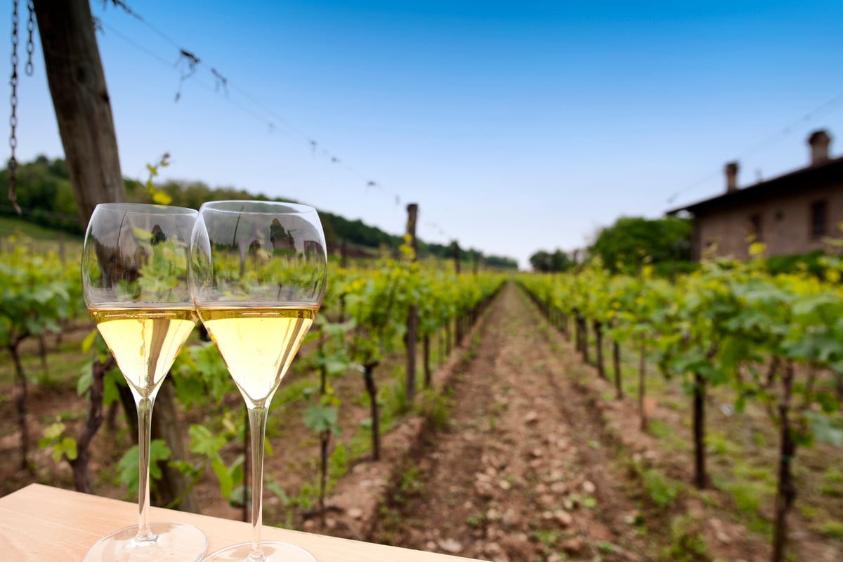 calici di Franciacorta nei vigneti